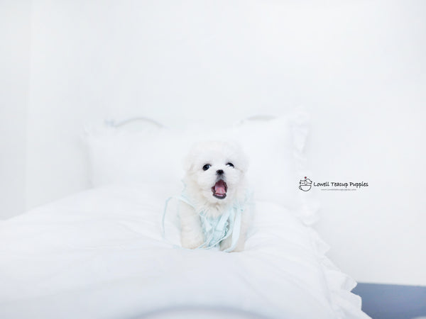 Teacup Maltese Male [Owen] - Lowell Teacup Puppies inc