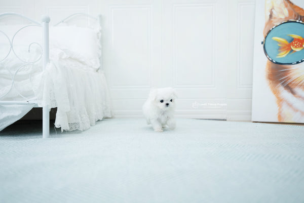 Teacup Maltese Male [Melon] - Lowell Teacup Puppies inc