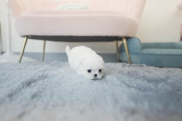 Teacup Maltese Male [Andy] - Lowell Teacup Puppies inc