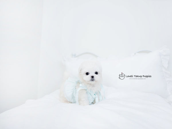 Teacup Maltese Male [Owen] - Lowell Teacup Puppies inc