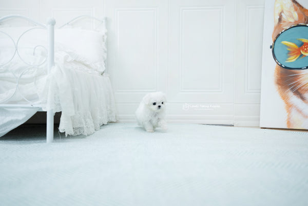 Teacup Maltese Male [Melon] - Lowell Teacup Puppies inc