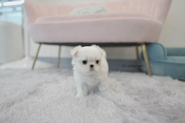 Teacup Maltese Male [Andy] - Lowell Teacup Puppies inc