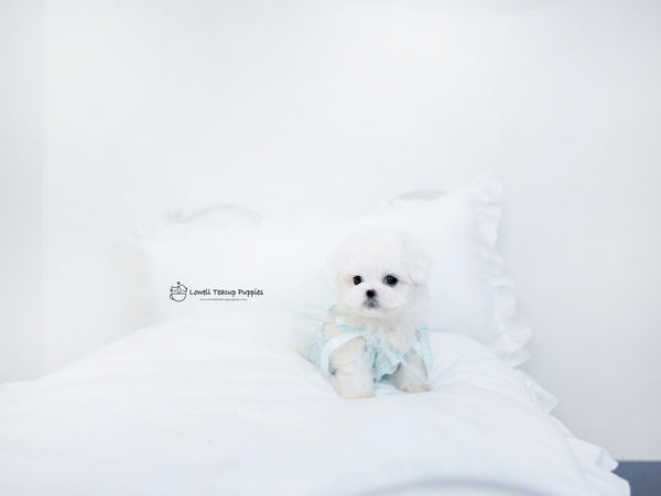 Teacup Maltese Male [Owen] - Lowell Teacup Puppies inc