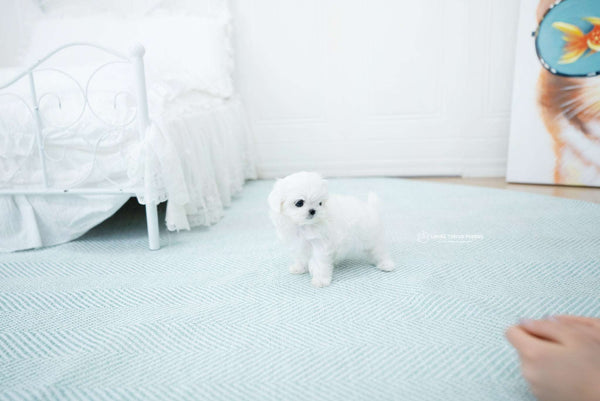 Teacup Maltese Male [Melon]
