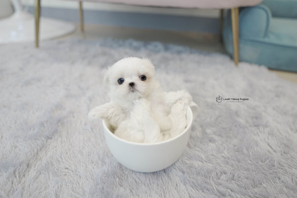 Teacup Maltese Male [Andy] - Lowell Teacup Puppies inc