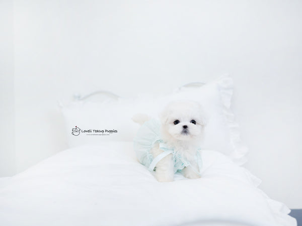 Teacup Maltese Male [Owen] - Lowell Teacup Puppies inc