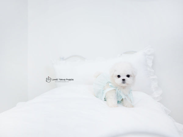 Teacup Maltese Male [Owen] - Lowell Teacup Puppies inc
