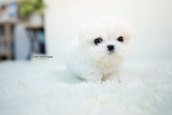 Teacup Maltese Male [Benjamin] - Lowell Teacup Puppies inc