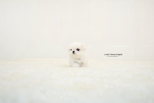Teacup Maltese Male [Benjamin] - Lowell Teacup Puppies inc