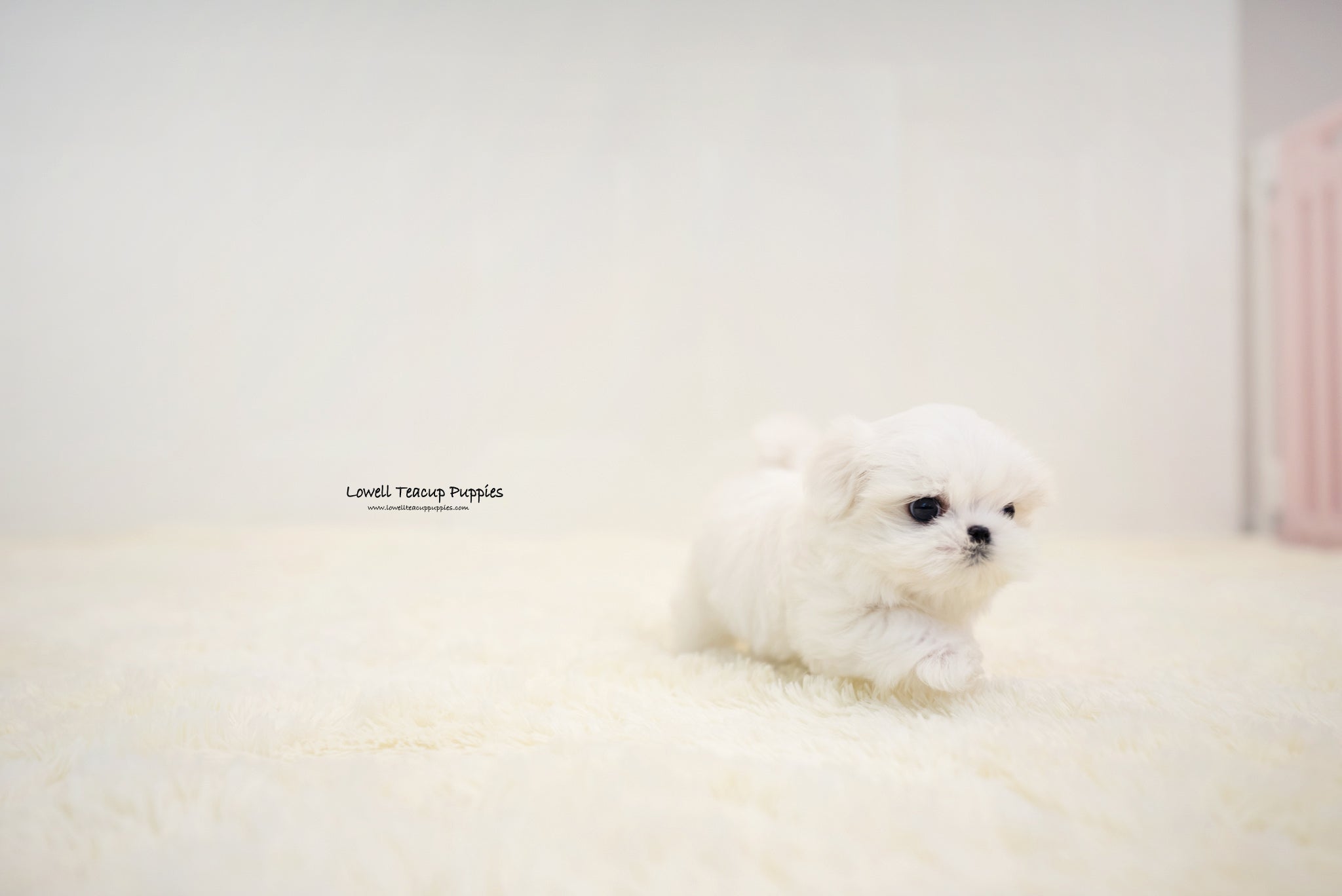 Teacup Maltese Male [Benjamin] - Lowell Teacup Puppies inc