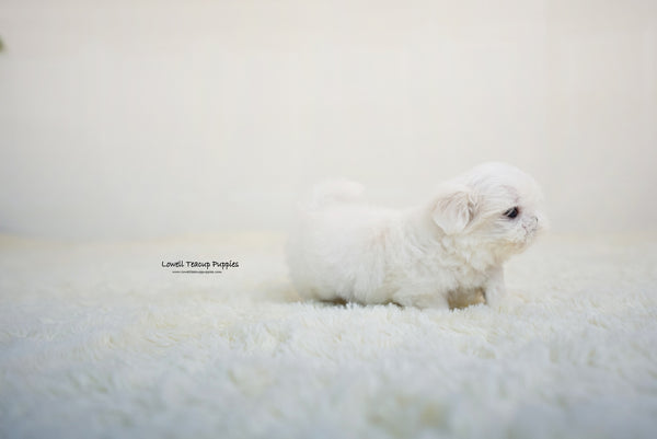 Teacup Maltese Male [Benjamin] - Lowell Teacup Puppies inc