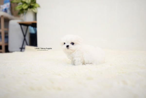 Teacup Maltese Male [Benjamin] - Lowell Teacup Puppies inc
