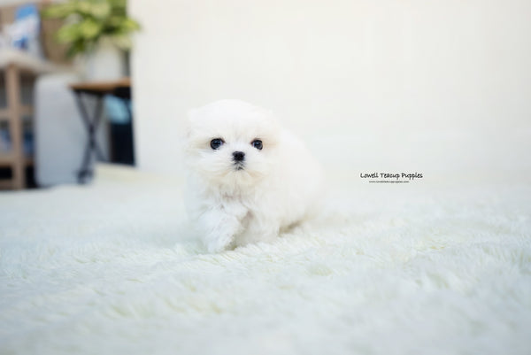 Teacup Maltese Male [Benjamin] - Lowell Teacup Puppies inc