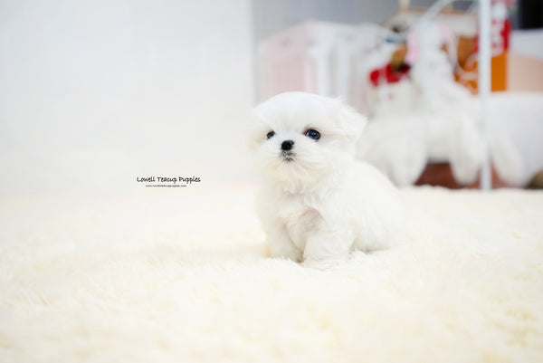 Teacup Maltese Male [Benjamin] - Lowell Teacup Puppies inc