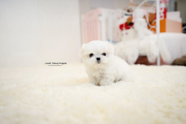 Teacup Maltese Male [Benjamin] - Lowell Teacup Puppies inc