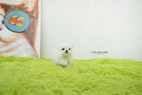 Teacup Maltese Female [Sophia] - Lowell Teacup Puppies inc