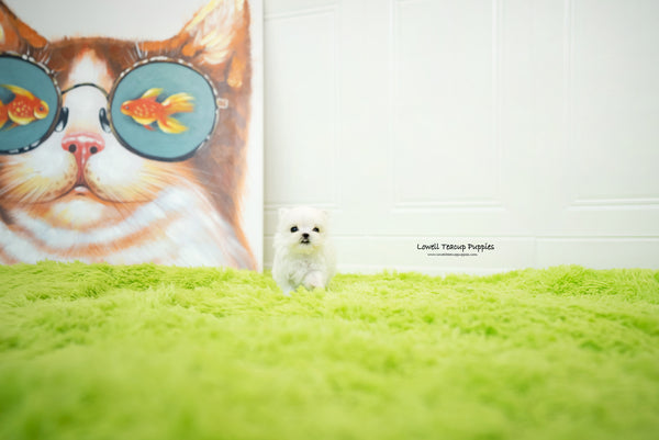 Teacup Maltese Female [Sophia] - Lowell Teacup Puppies inc