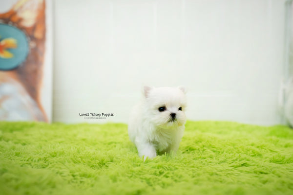 Teacup Maltese Female [Sophia] - Lowell Teacup Puppies inc