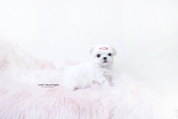 Grace Scheibner / Teacup Maltese Female [Mary] - Lowell Teacup Puppies inc