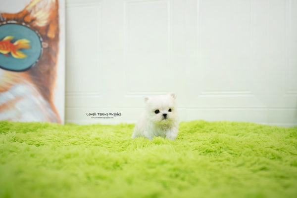 Teacup Maltese Female [Sophia] - Lowell Teacup Puppies inc