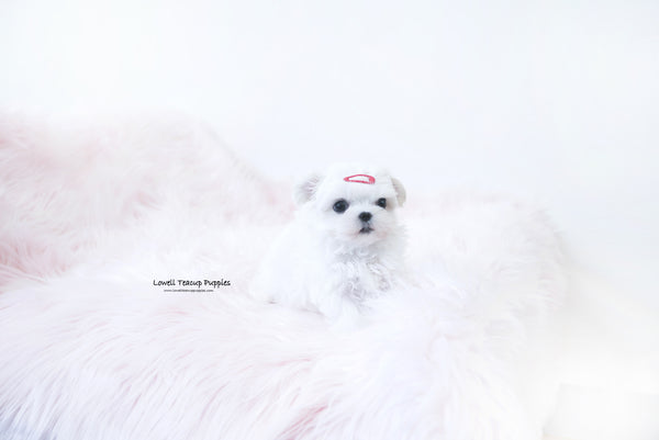 Grace Scheibner / Teacup Maltese Female [Mary] - Lowell Teacup Puppies inc