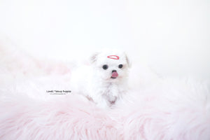 Grace Scheibner / Teacup Maltese Female [Mary] - Lowell Teacup Puppies inc