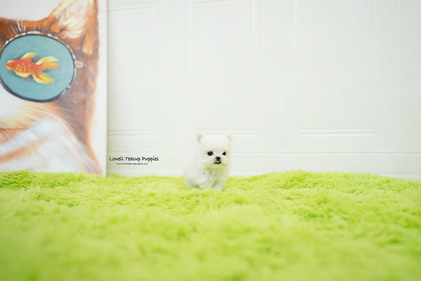 Teacup Maltese Female [Sophia] - Lowell Teacup Puppies inc
