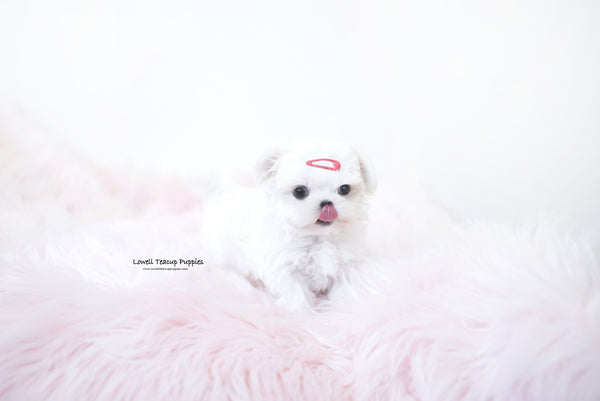 Grace Scheibner / Teacup Maltese Female [Mary] - Lowell Teacup Puppies inc