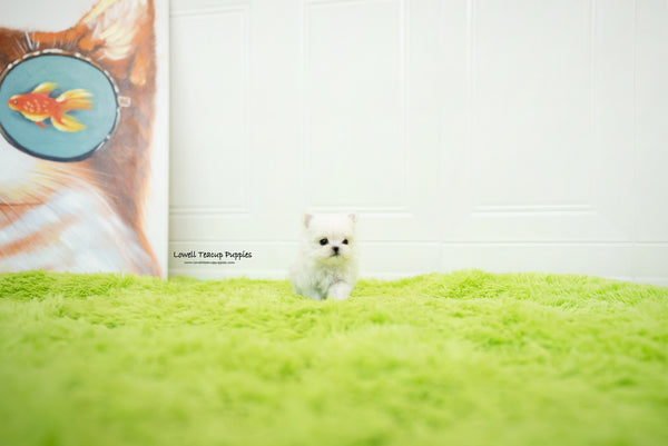 Teacup Maltese Female [Sophia] - Lowell Teacup Puppies inc