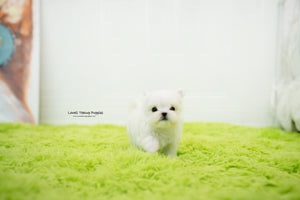 Teacup Maltese Female [Sophia] - Lowell Teacup Puppies inc