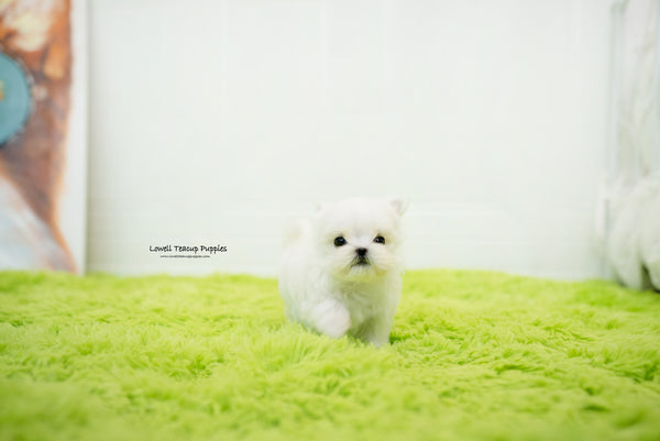 Teacup Maltese Female [Sophia] - Lowell Teacup Puppies inc