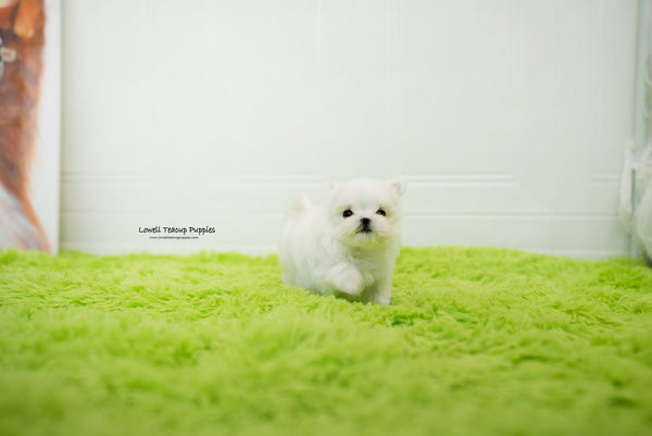 Teacup Maltese Female [Sophia] - Lowell Teacup Puppies inc