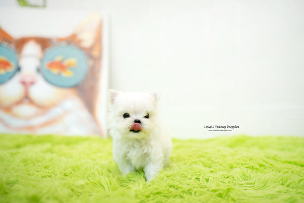 Teacup Maltese Female [Sophia] - Lowell Teacup Puppies inc