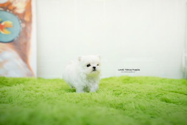 Teacup Maltese Female [Sophia] - Lowell Teacup Puppies inc
