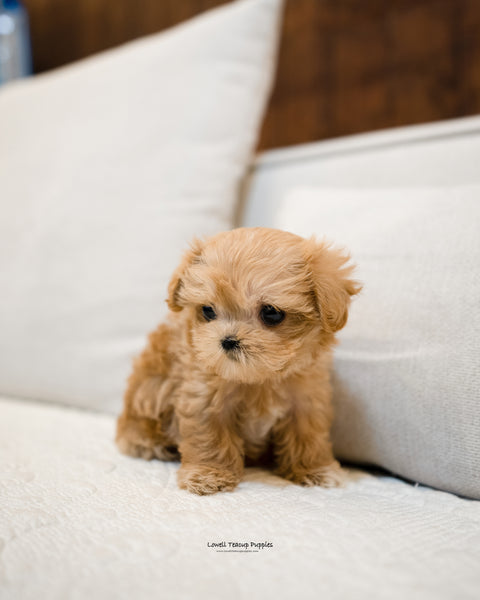 Teacup Maltipoo Female [Lucy] - Lowell Teacup Puppies inc