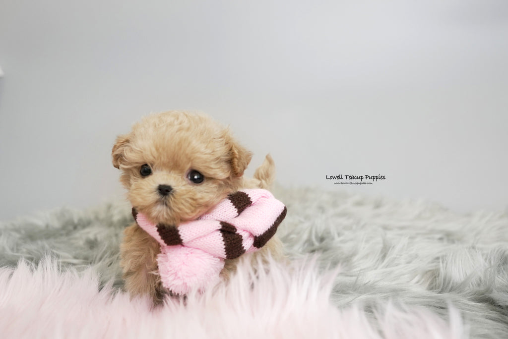 Teacup store daisy dog