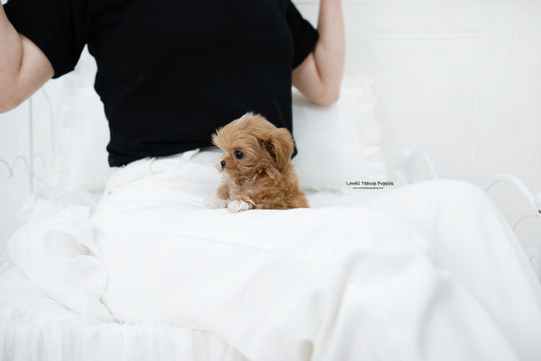 Teacup Maltipoo Female [Nora] - Lowell Teacup Puppies inc