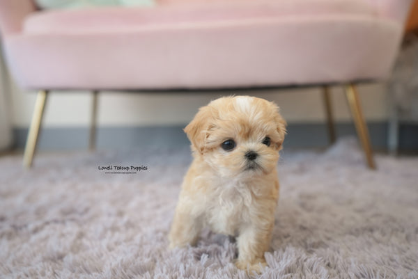 Teacup Maltipoo Female [Mila] - Lowell Teacup Puppies inc