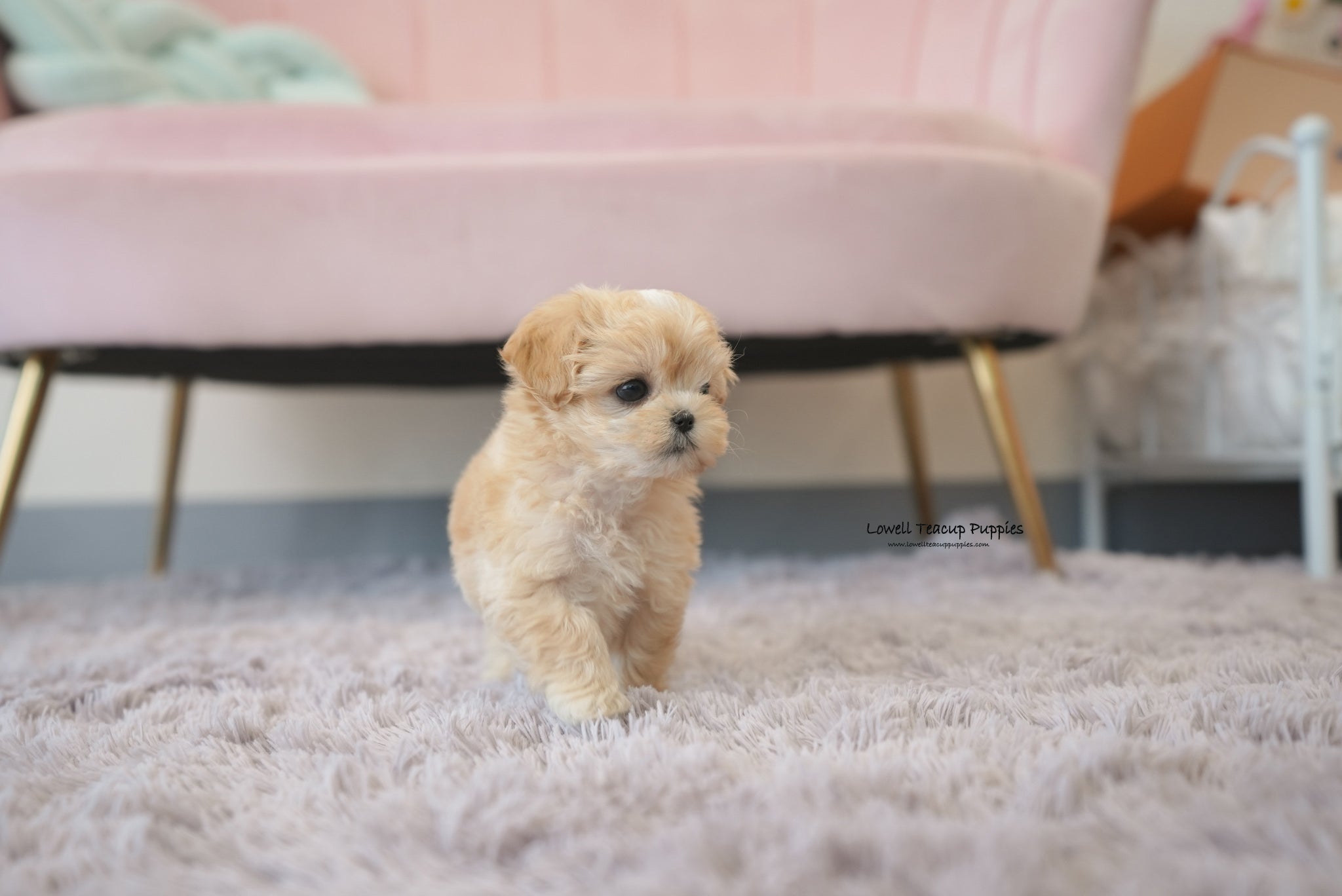 Teacup Maltipoo Female [Mila] - Lowell Teacup Puppies inc