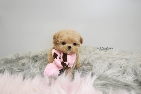 Teacup Maltipoo Female [Daisy] - Lowell Teacup Puppies inc