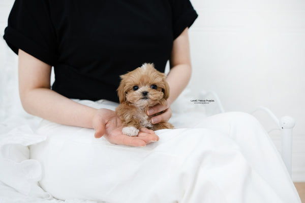 Teacup Maltipoo Female [Nora] - Lowell Teacup Puppies inc