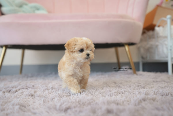 Teacup Maltipoo Female [Mila] - Lowell Teacup Puppies inc