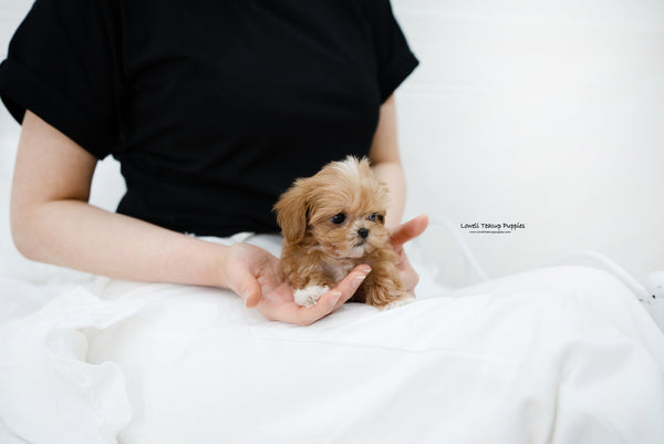 Teacup Maltipoo Female [Nora] - Lowell Teacup Puppies inc