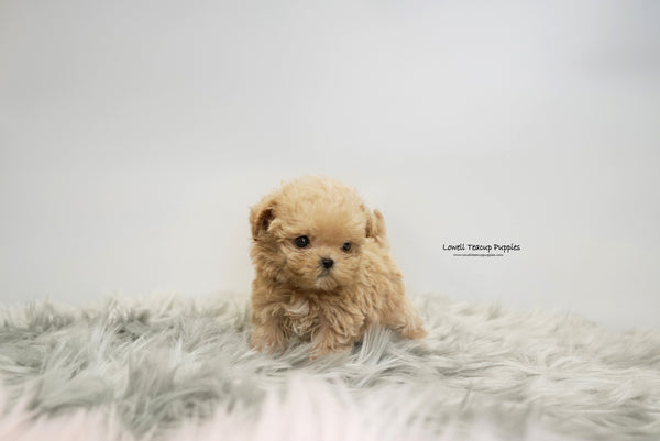 Teacup Maltipoo Female [Daisy] - Lowell Teacup Puppies inc
