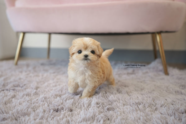 Teacup Maltipoo Female [Mila] - Lowell Teacup Puppies inc