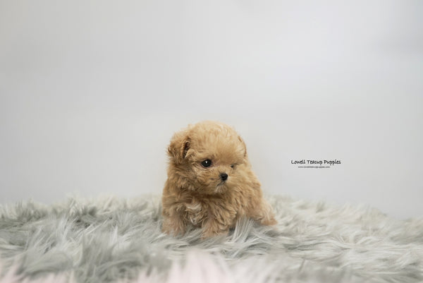 Teacup Maltipoo Female [Daisy] - Lowell Teacup Puppies inc