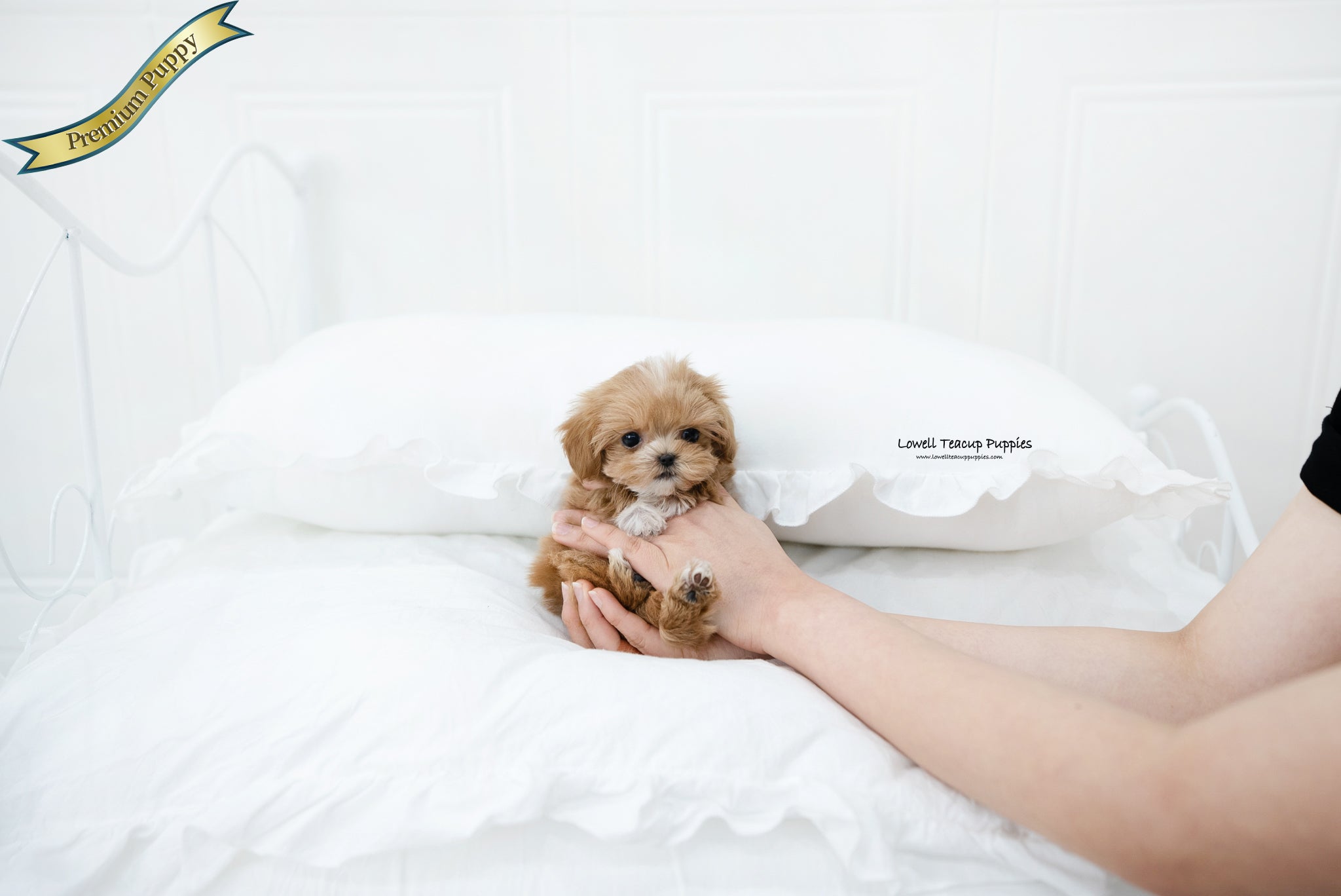 Teacup Maltipoo Female [Nora] - Lowell Teacup Puppies inc