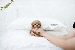 Teacup Maltipoo Female [Nora] - Lowell Teacup Puppies inc