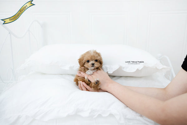 Teacup Maltipoo Female [Nora] - Lowell Teacup Puppies inc