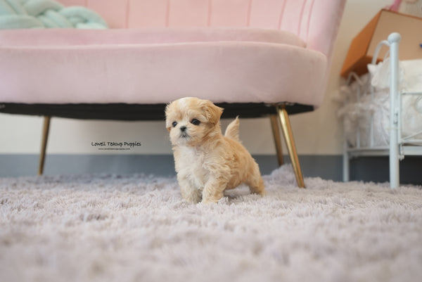 Teacup Maltipoo Female [Mila] - Lowell Teacup Puppies inc